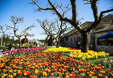 Lentebloemenfestival